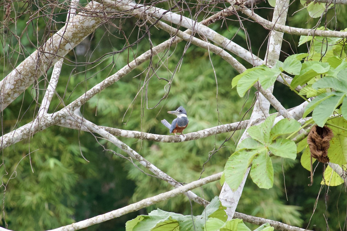 Ringed Kingfisher - ML620143463