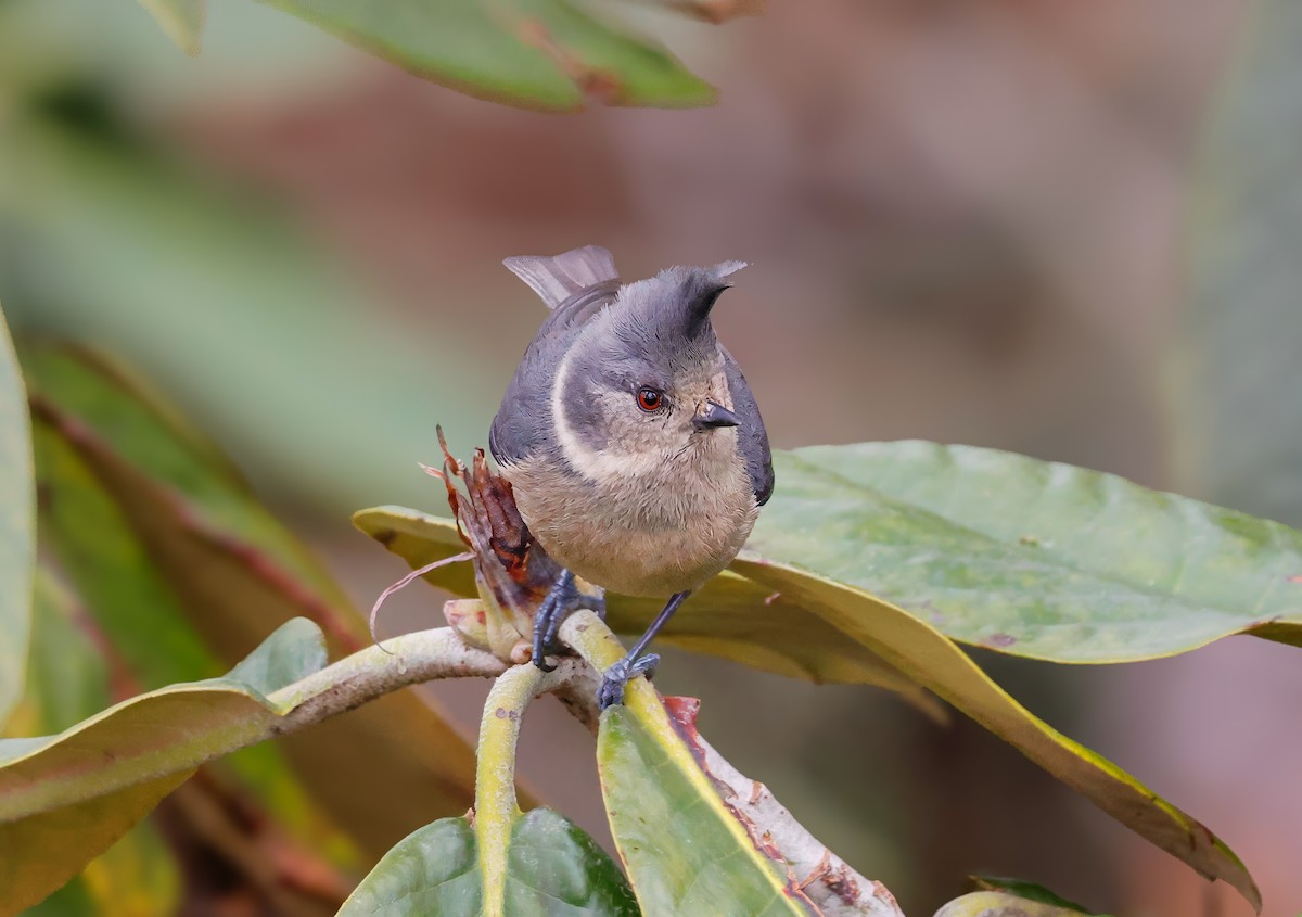 Gray-crested Tit - ML620143470