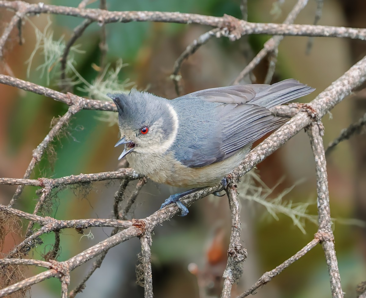 Gray-crested Tit - ML620143471