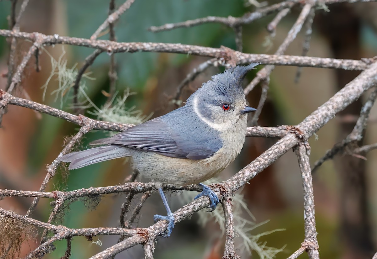 Gray-crested Tit - ML620143472