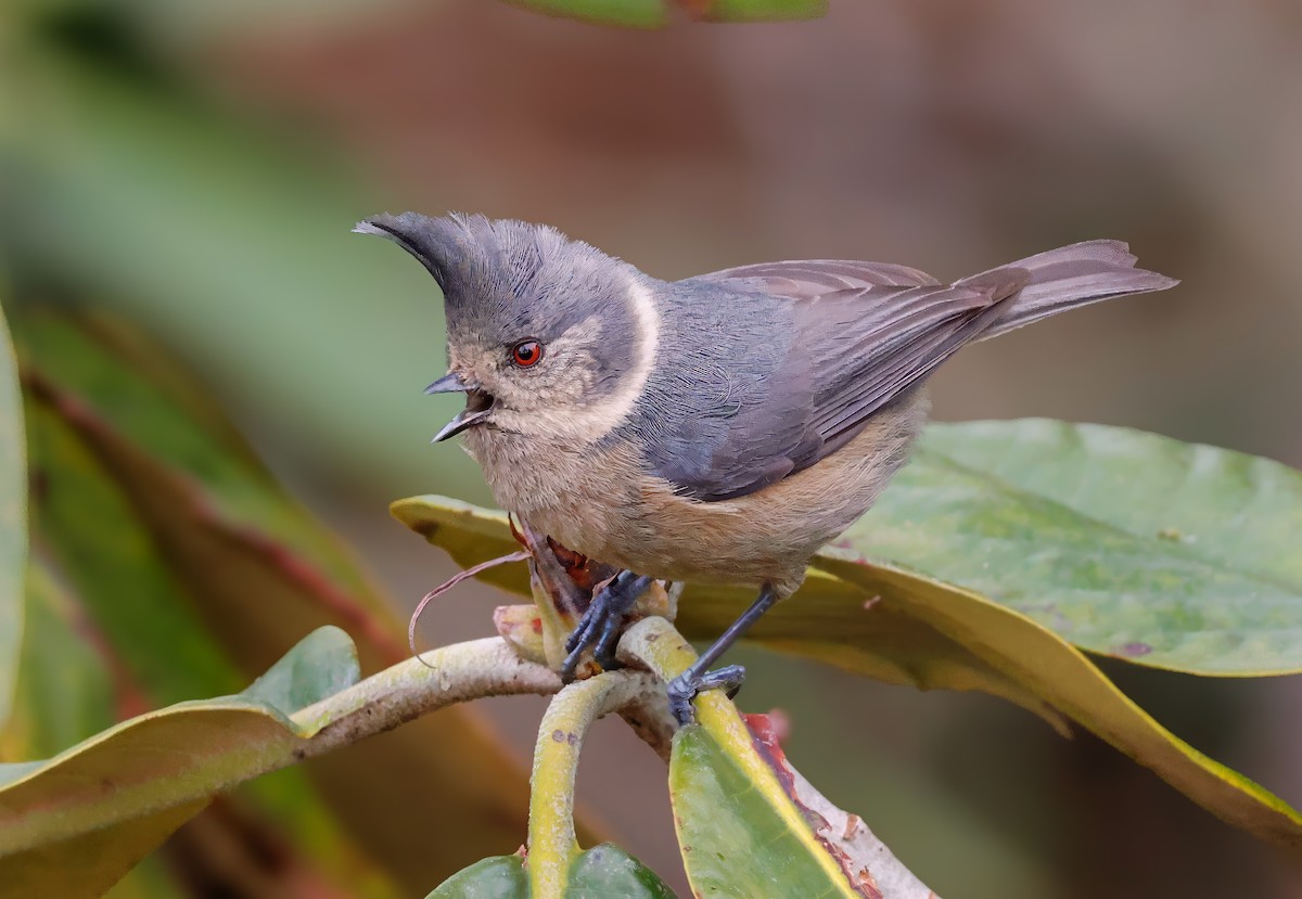 Gray-crested Tit - ML620143473