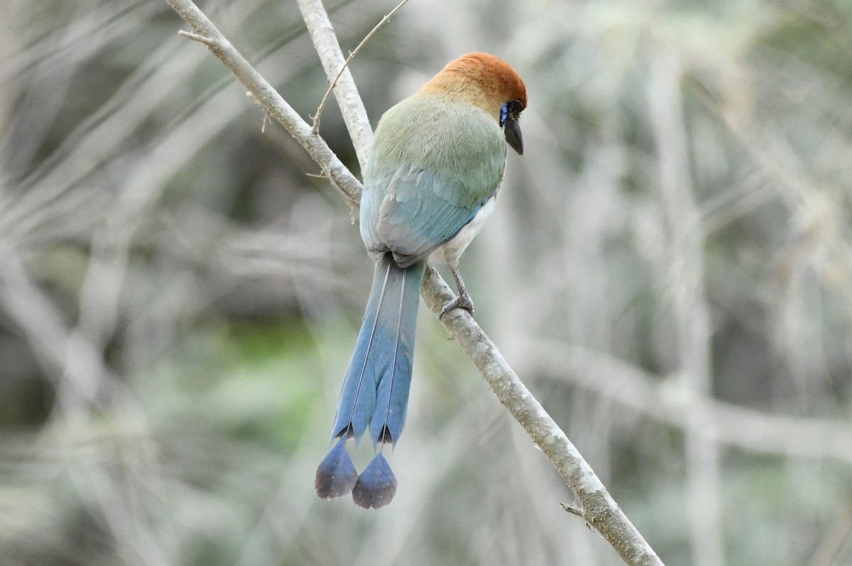 Motmot à tête rousse - ML620143493