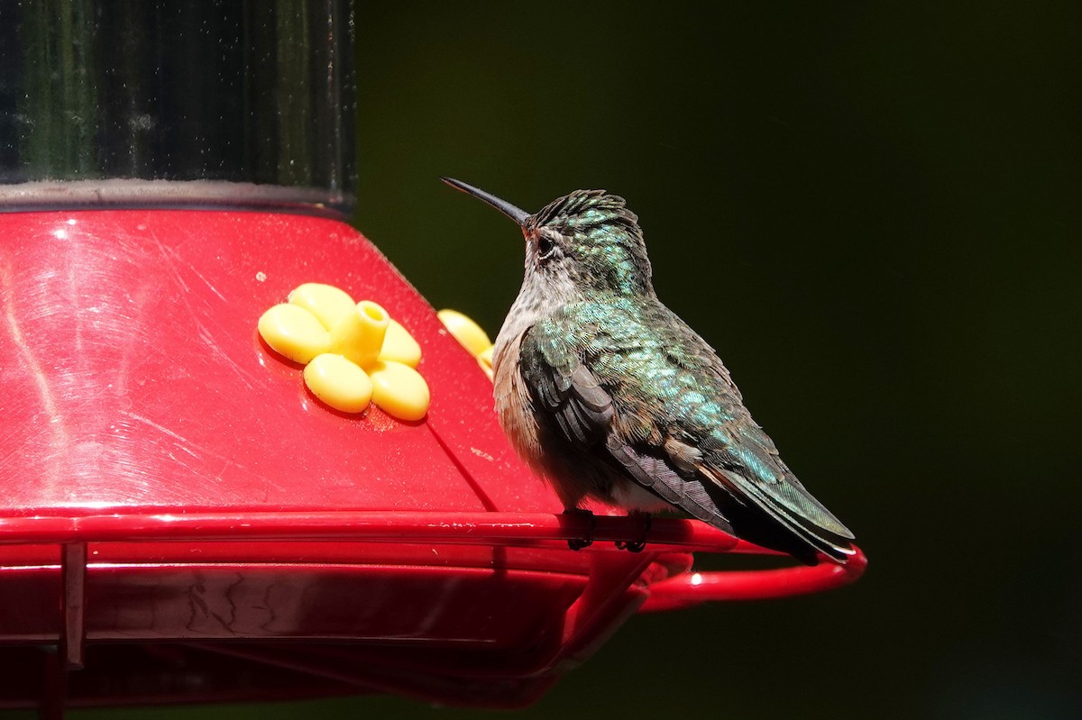 Broad-tailed Hummingbird - ML620143496