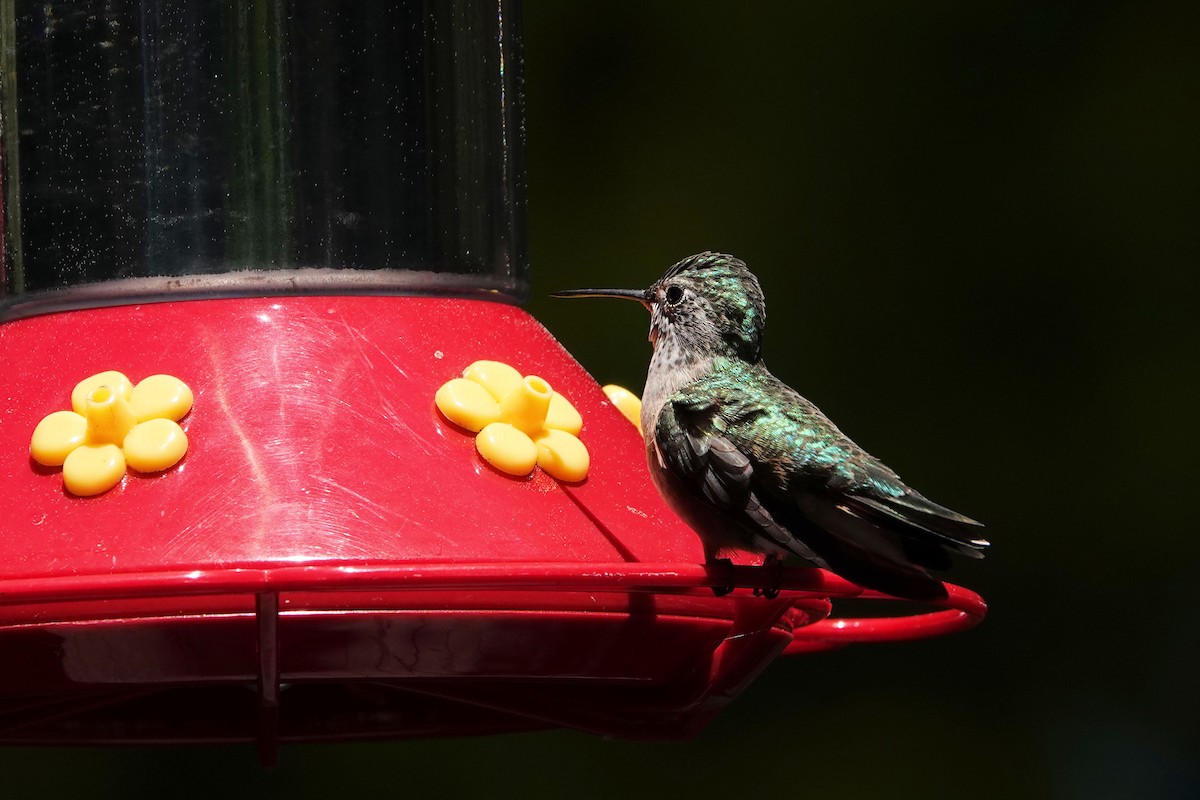 Broad-tailed Hummingbird - ML620143498