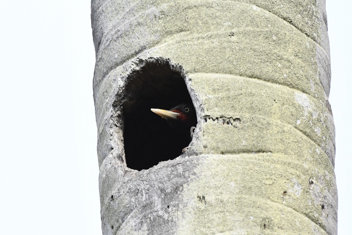 Pale-billed Woodpecker - ML620143508