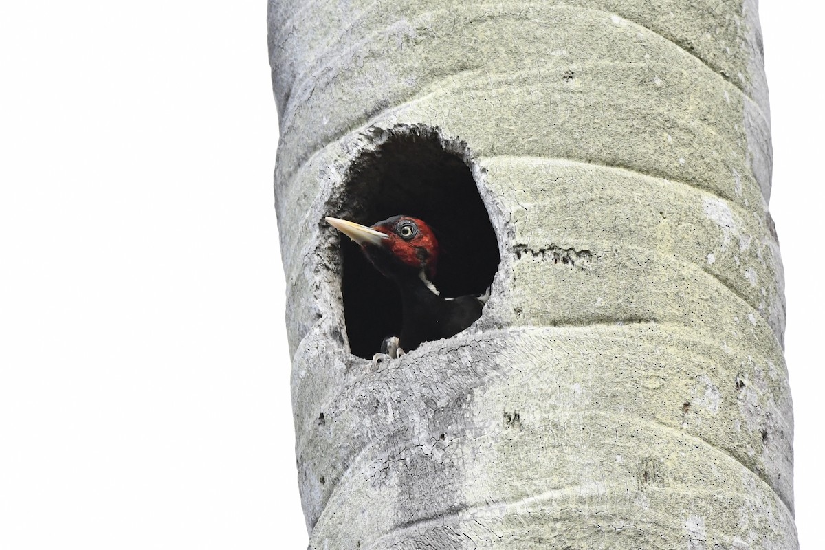 Pale-billed Woodpecker - ML620143509