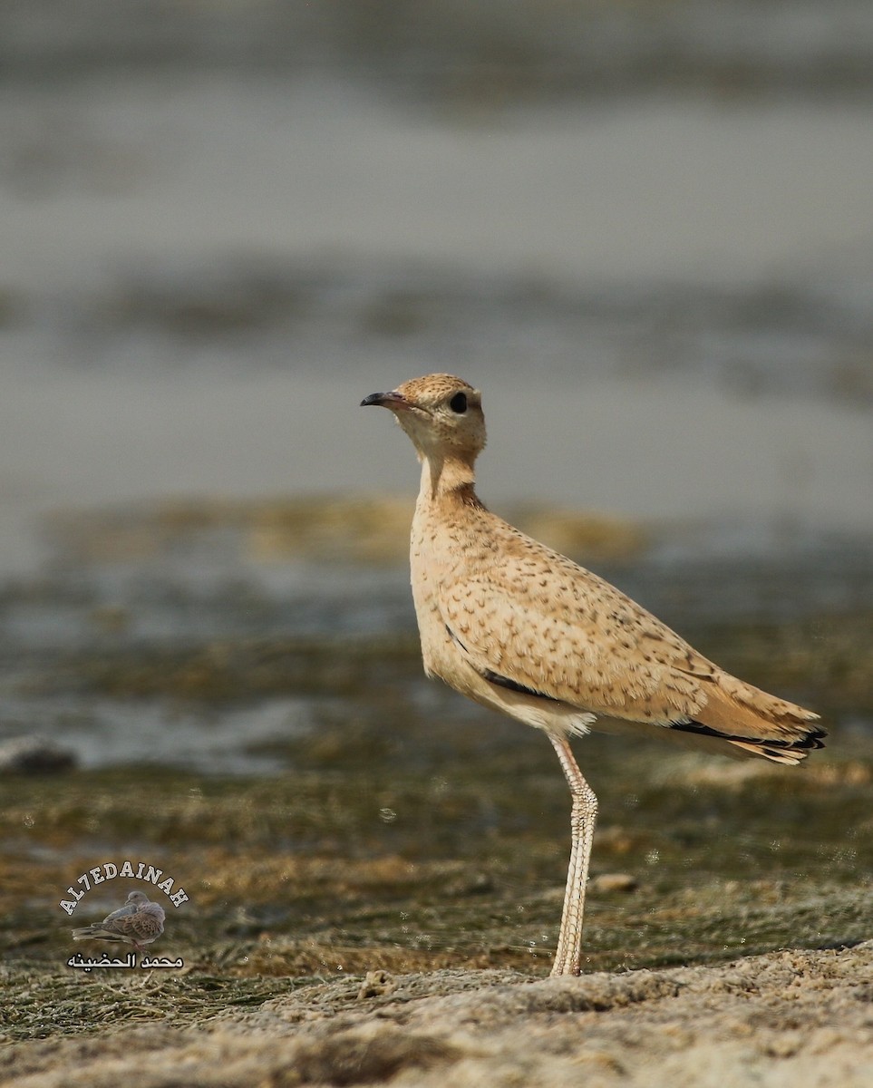 Cream-colored Courser - Mohammed Alazmi