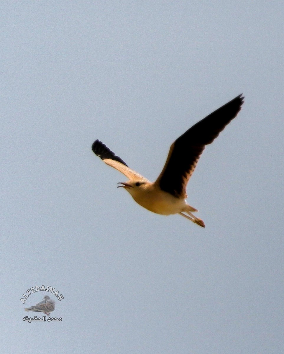 Cream-colored Courser - ML620143514