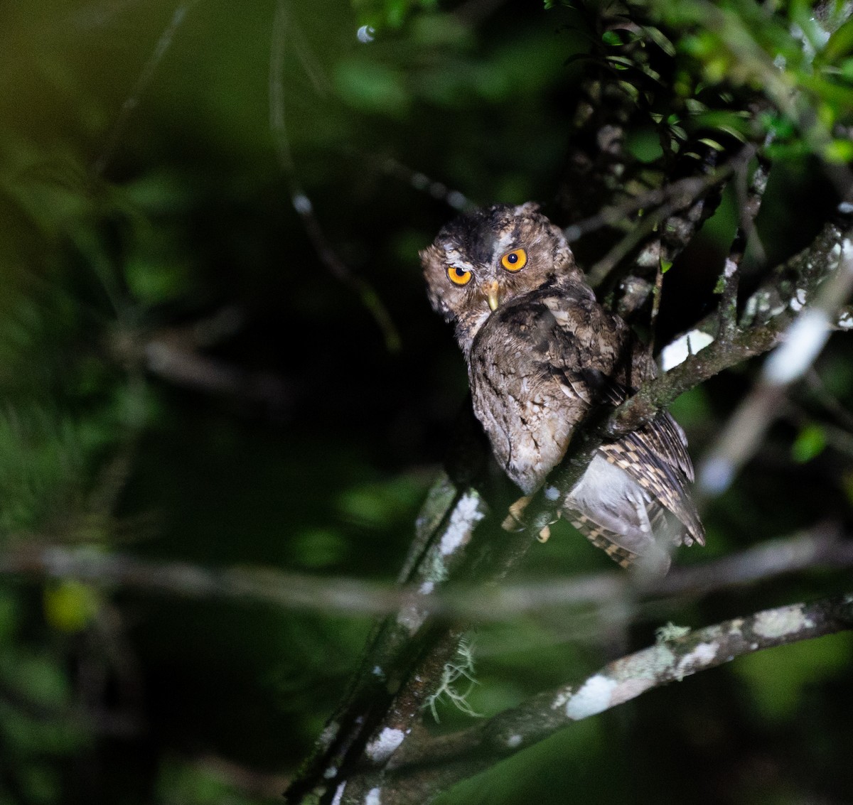 Rajah Scops-Owl (Sumatran) - ML620143516