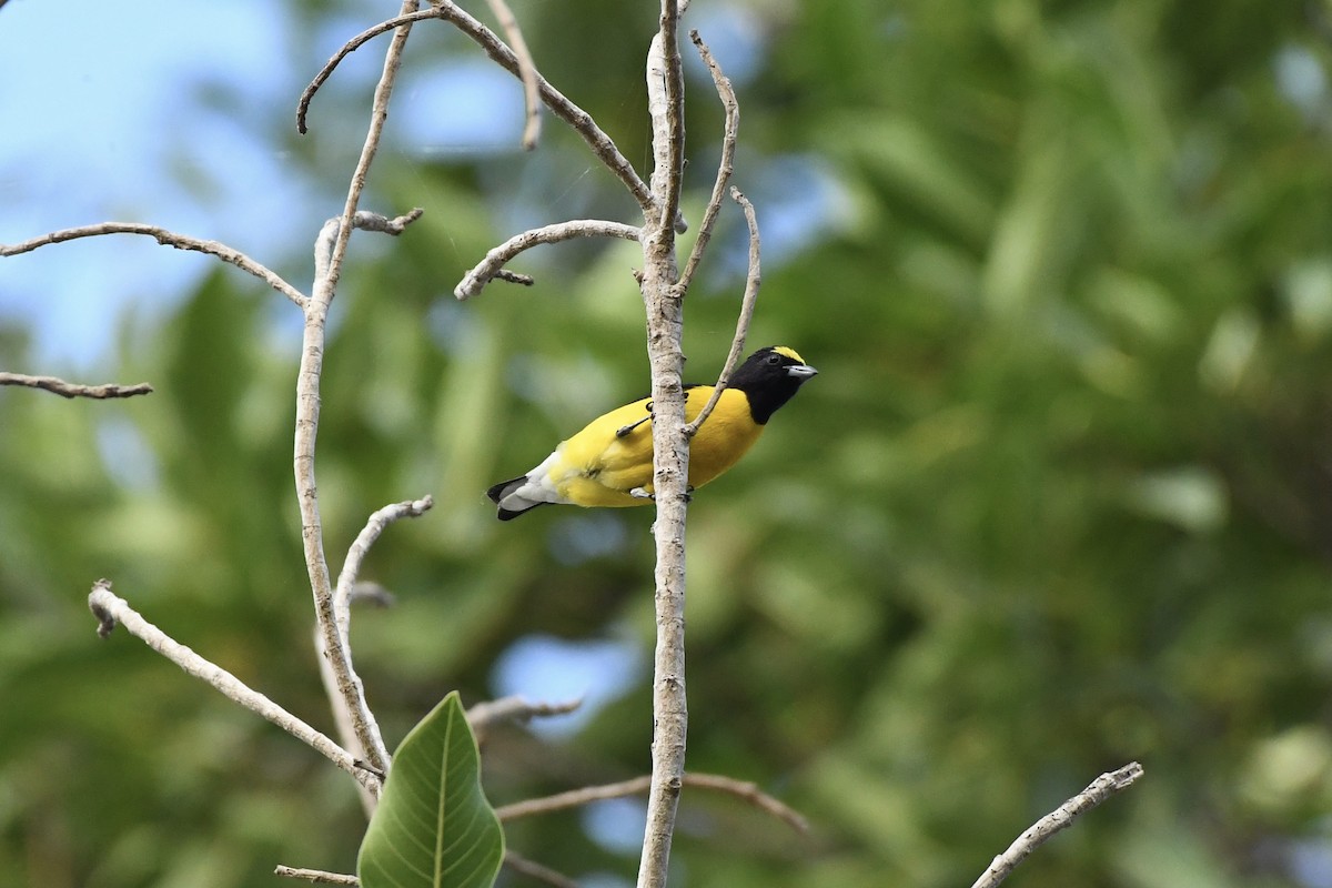 West Mexican Euphonia - ML620143524