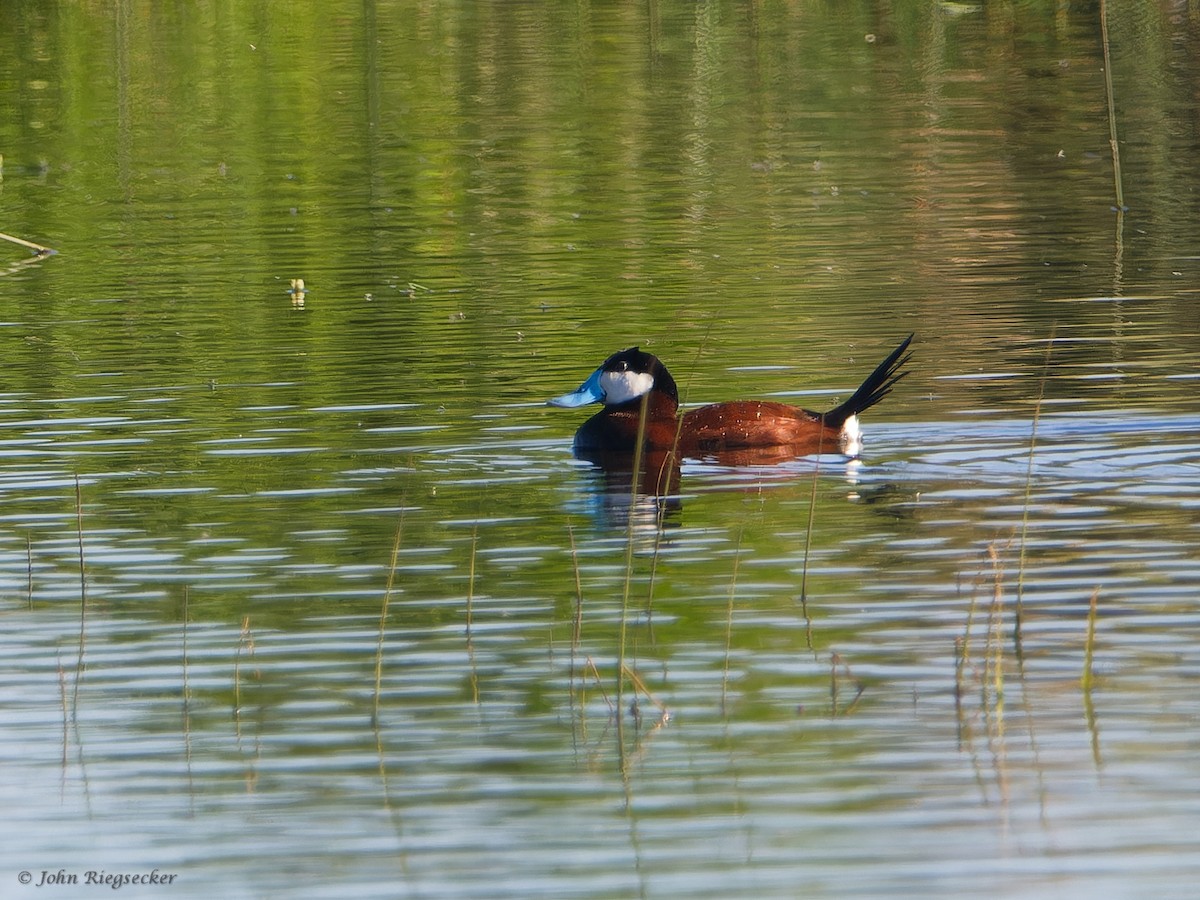 Ruddy Duck - ML620143527