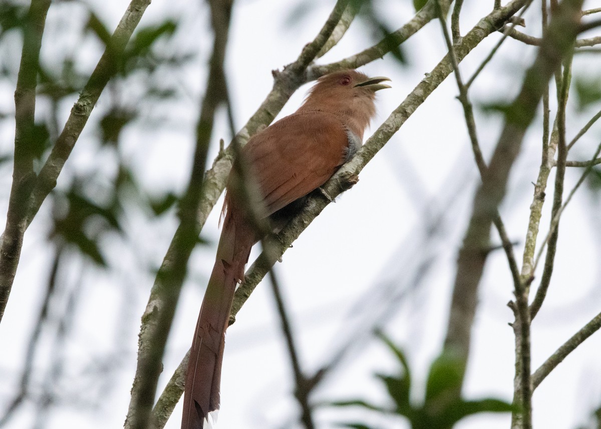 Squirrel Cuckoo (Amazonian) - ML620143532