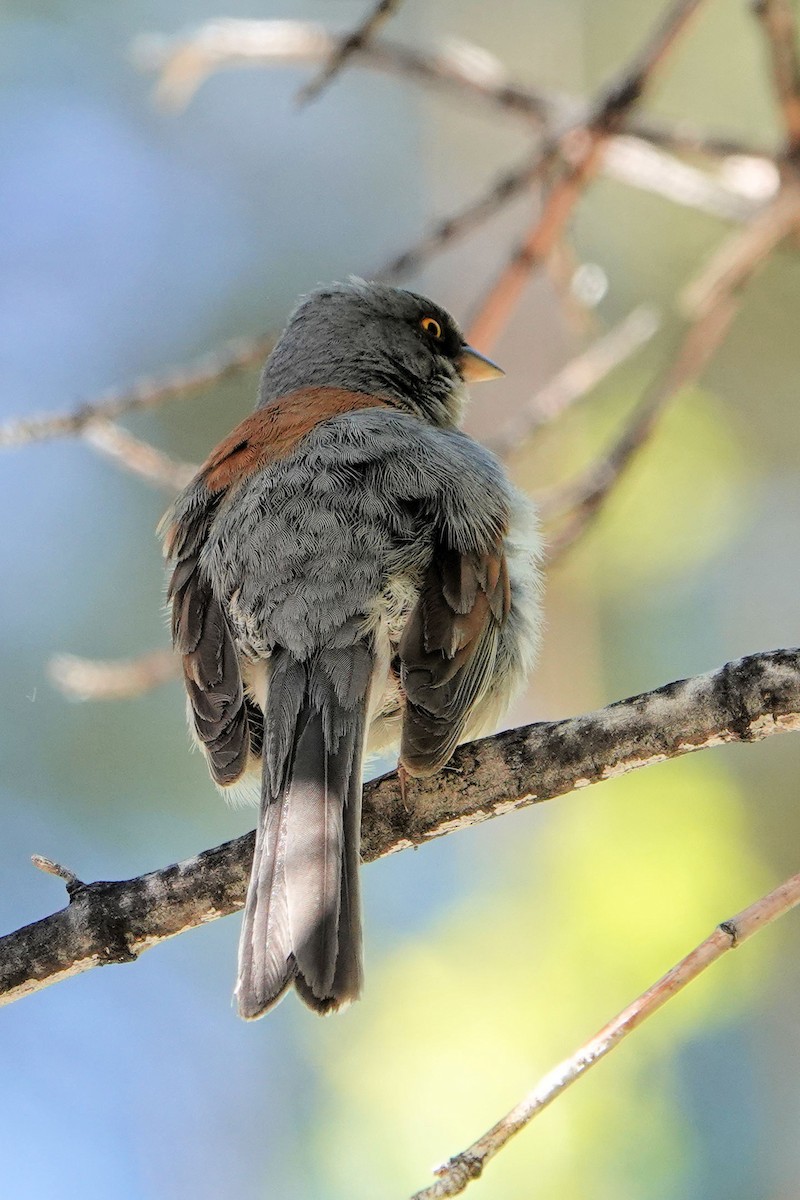 Yellow-eyed Junco - ML620143534