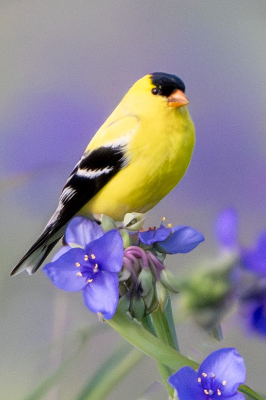 American Goldfinch - ML620143538