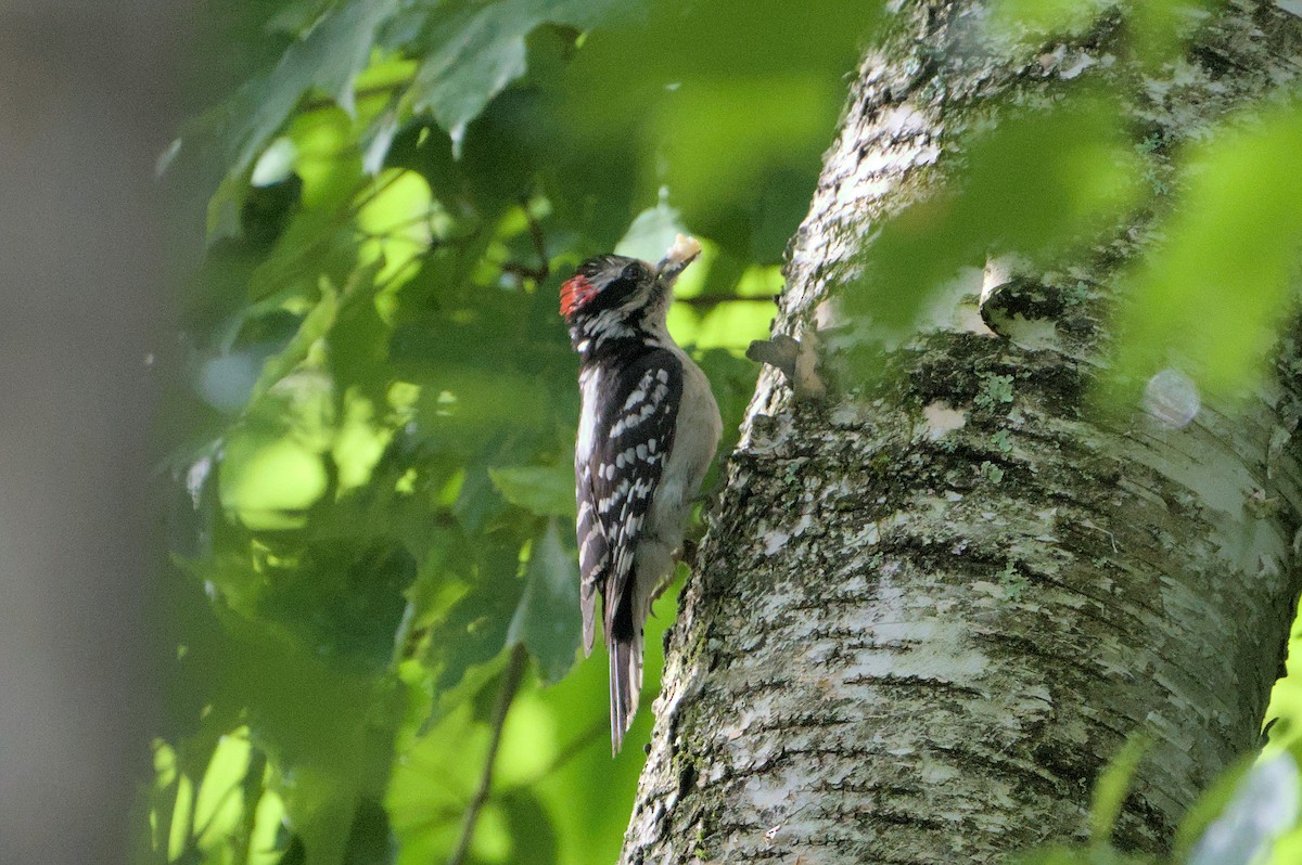 Downy Woodpecker - ML620143539