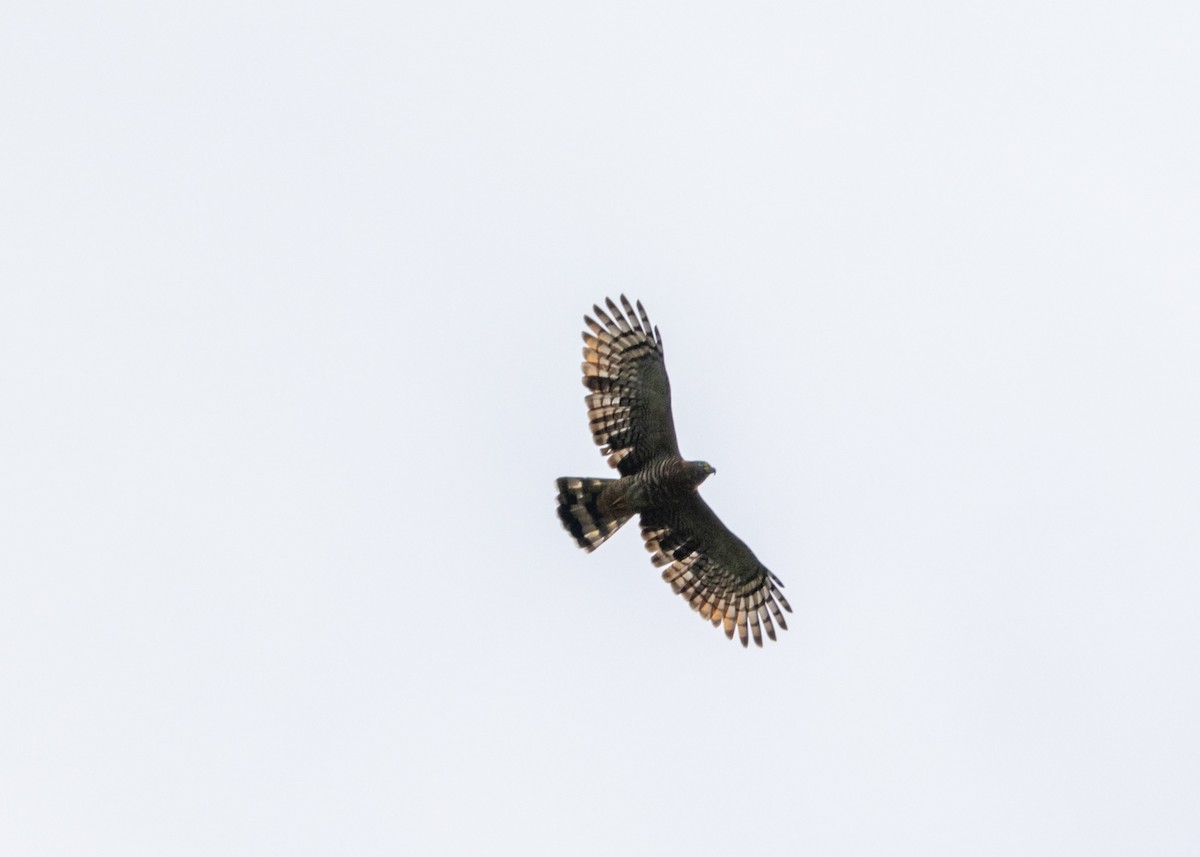 Hook-billed Kite (Hook-billed) - ML620143543