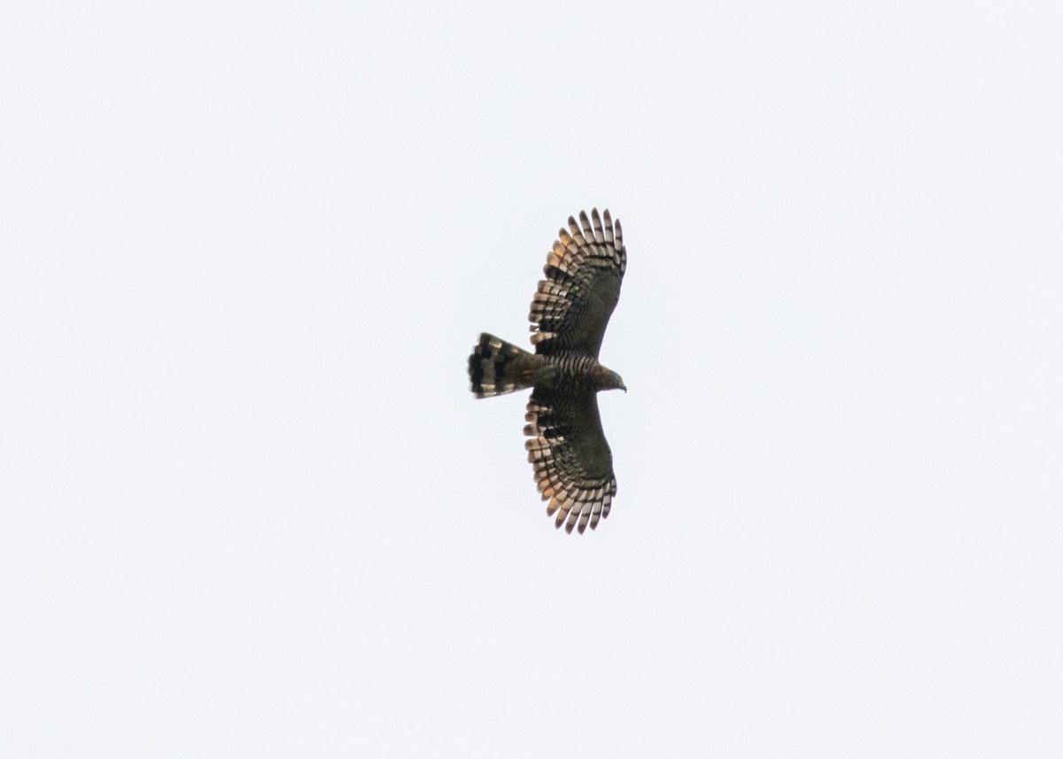 Hook-billed Kite (Hook-billed) - ML620143544