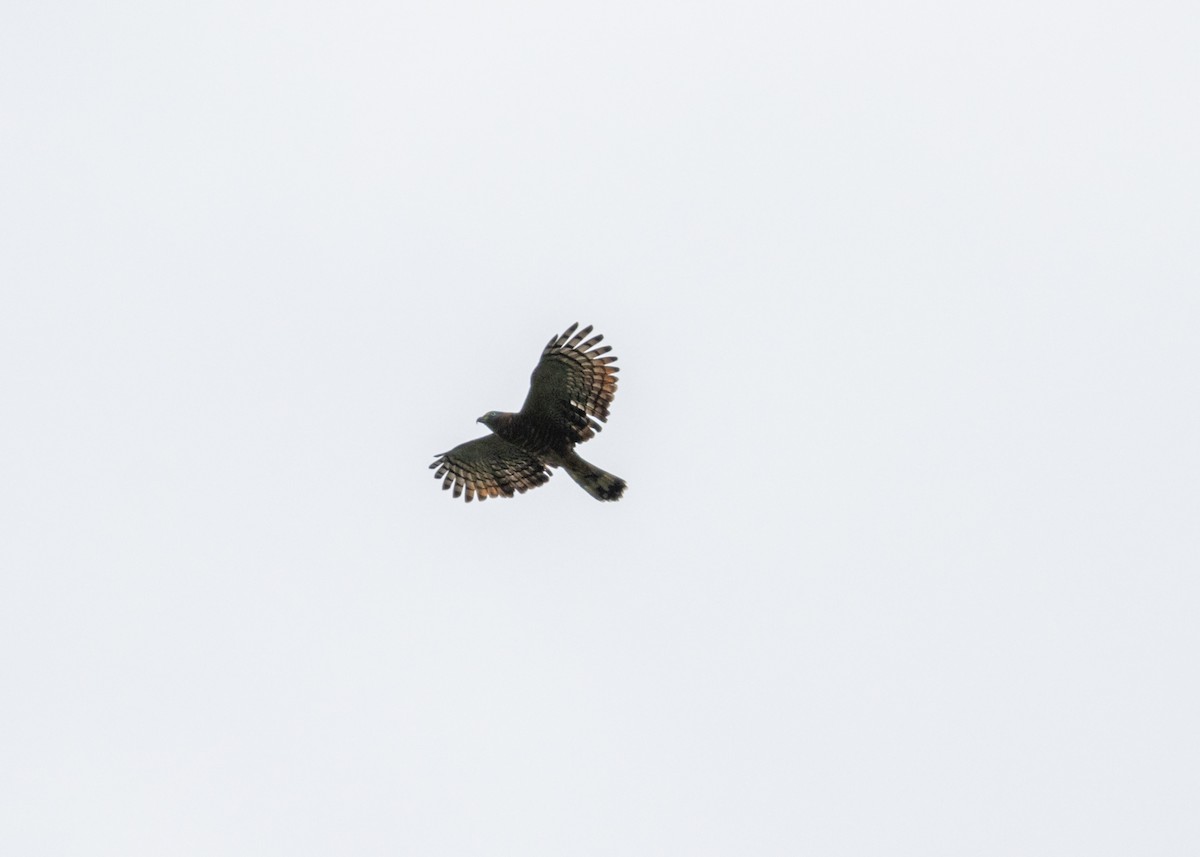 Hook-billed Kite (Hook-billed) - ML620143545