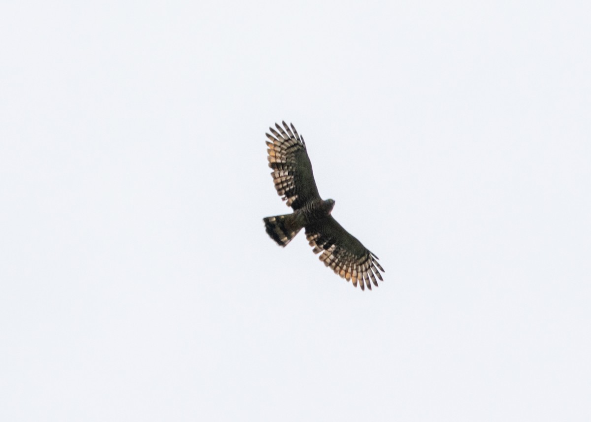 Hook-billed Kite (Hook-billed) - ML620143547