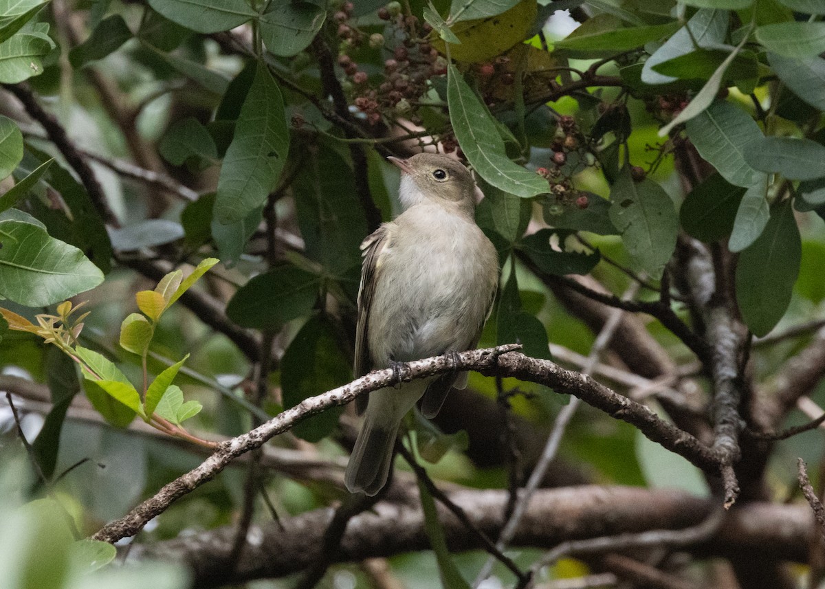 White-crested Elaenia (Chilean) - ML620143554