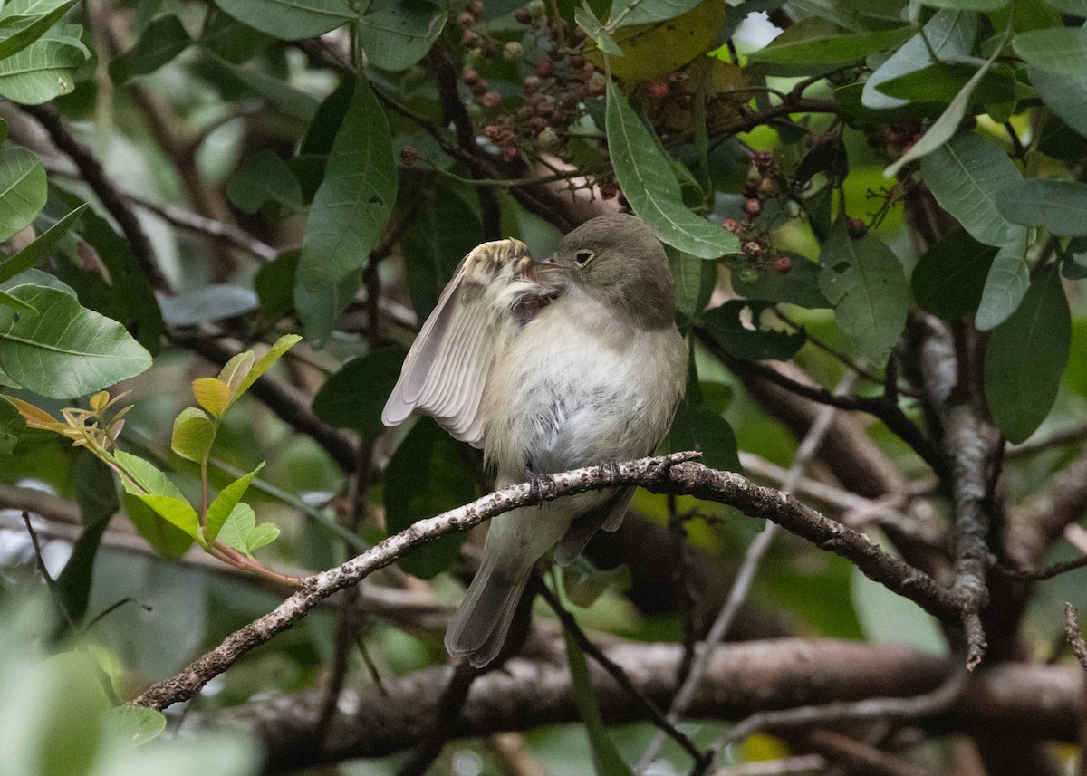 White-crested Elaenia (Chilean) - ML620143557