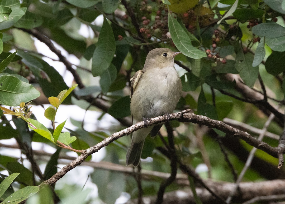 White-crested Elaenia (Chilean) - ML620143561