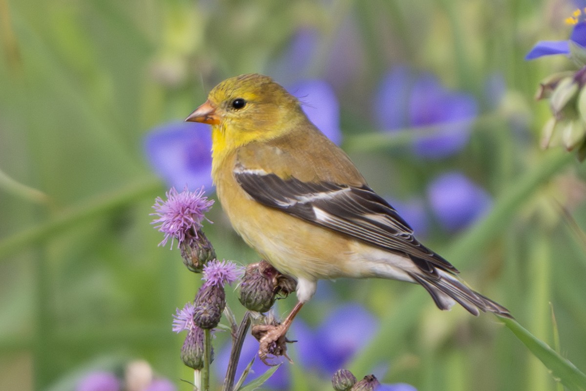 American Goldfinch - ML620143562