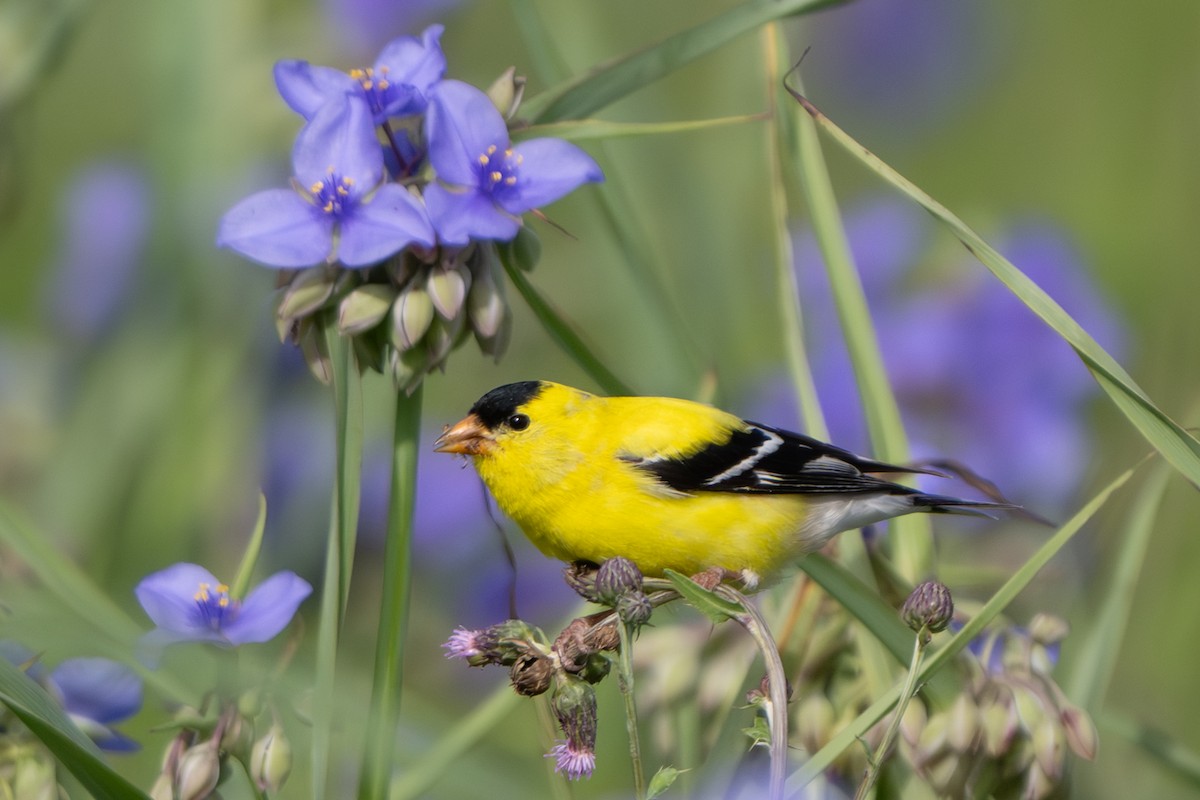 American Goldfinch - ML620143569