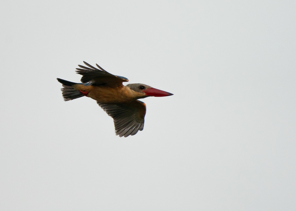 Stork-billed Kingfisher - ML620143576