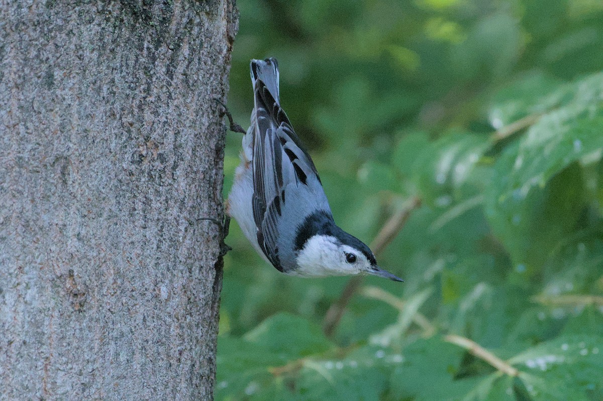 White-breasted Nuthatch - ML620143579