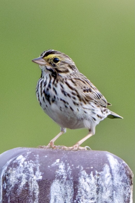 Savannah Sparrow - ML620143580