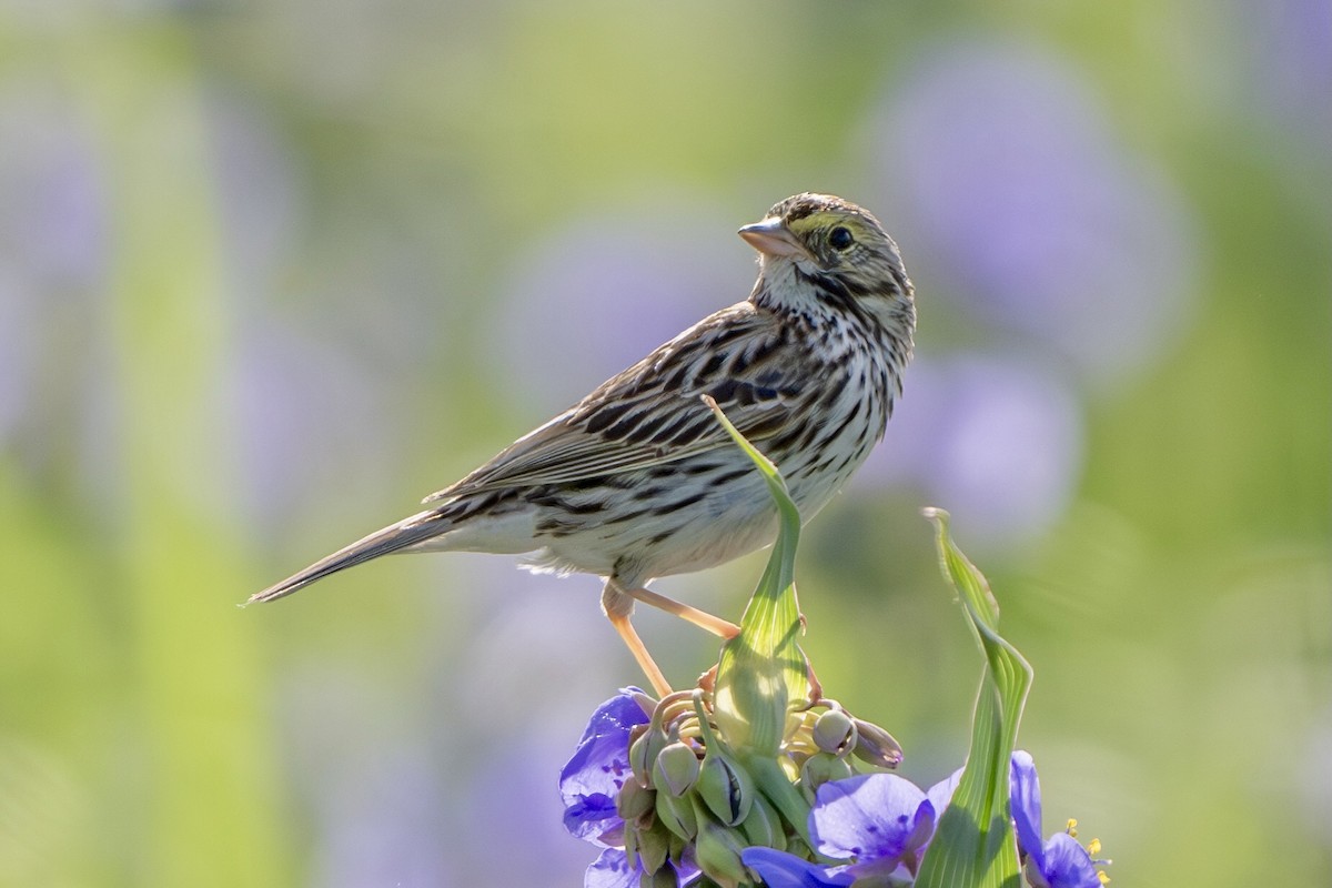 Savannah Sparrow - ML620143589