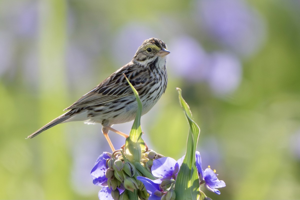 Savannah Sparrow - ML620143593
