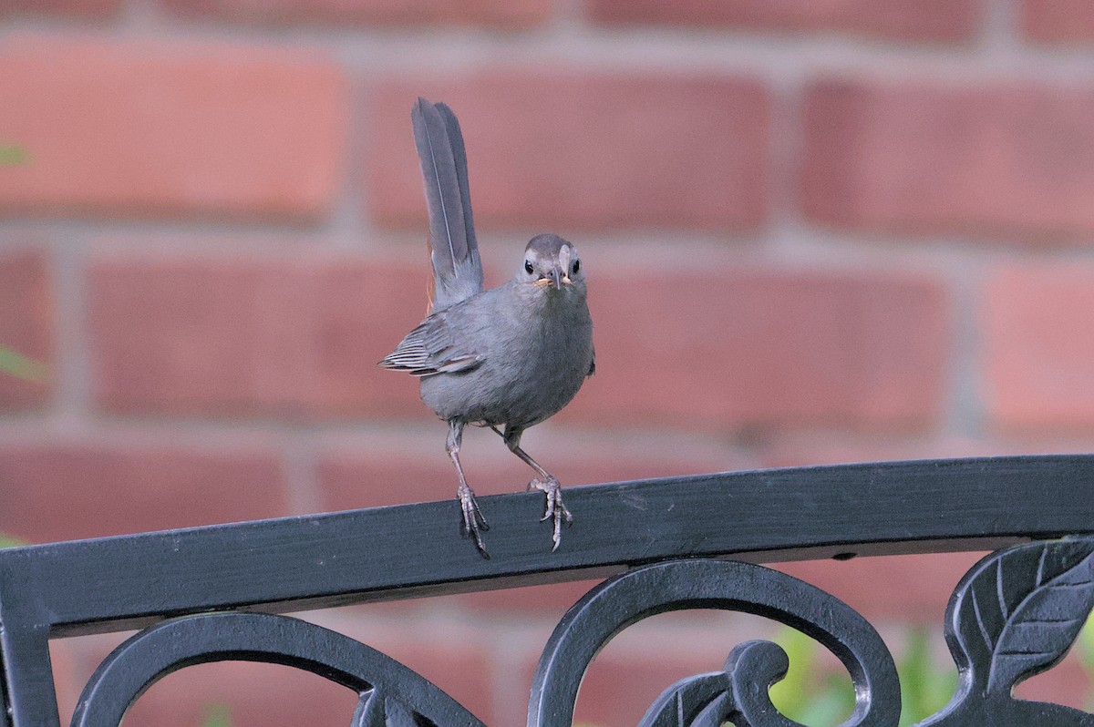 Gray Catbird - ML620143597