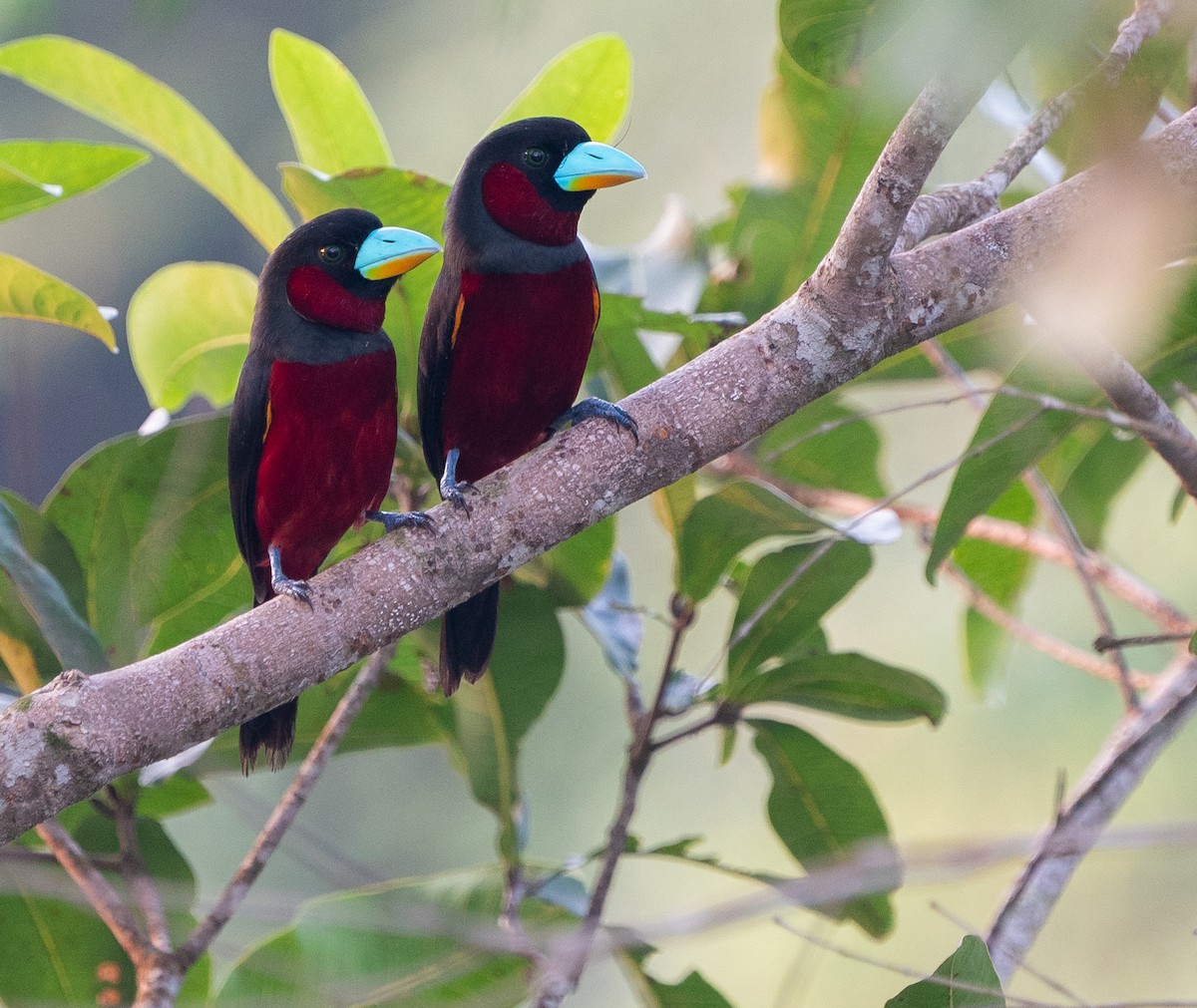 Black-and-red Broadbill - Jake Gearty