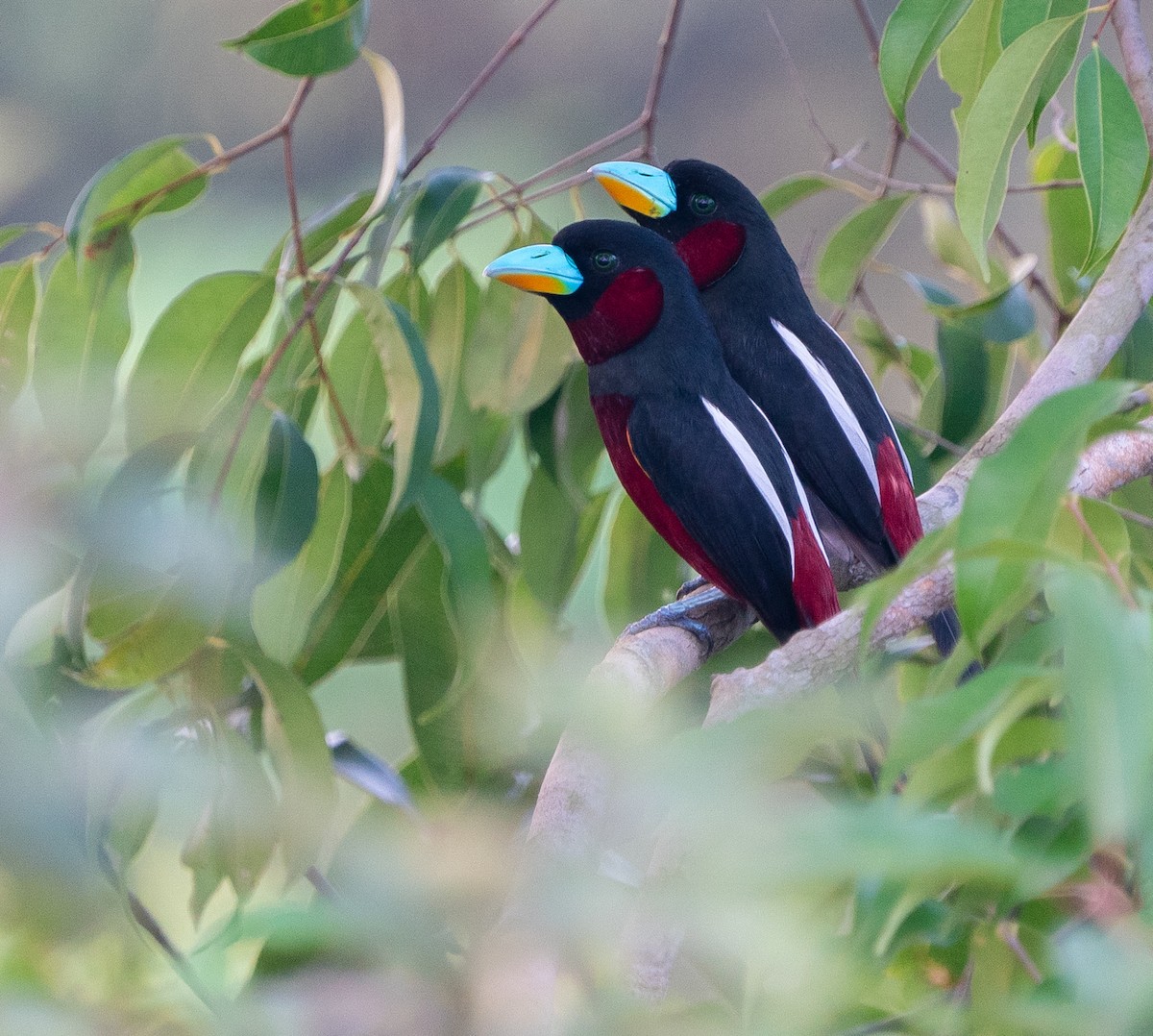 Black-and-red Broadbill - ML620143601