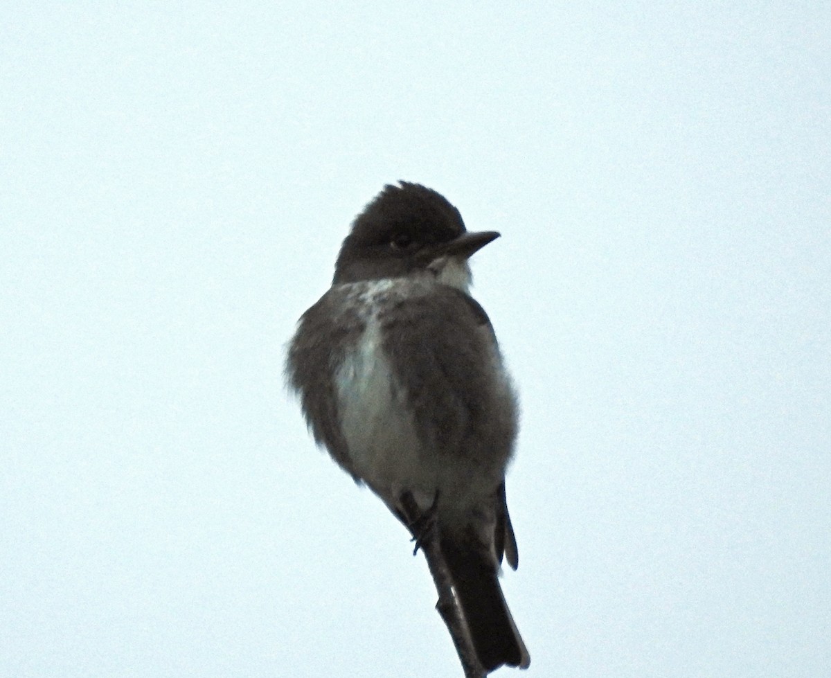 Olive-sided Flycatcher - ML620143604