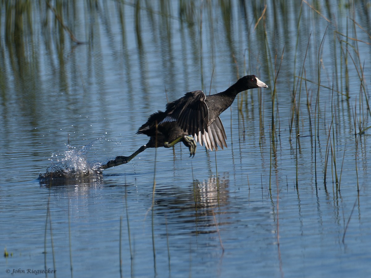 American Coot - ML620143608