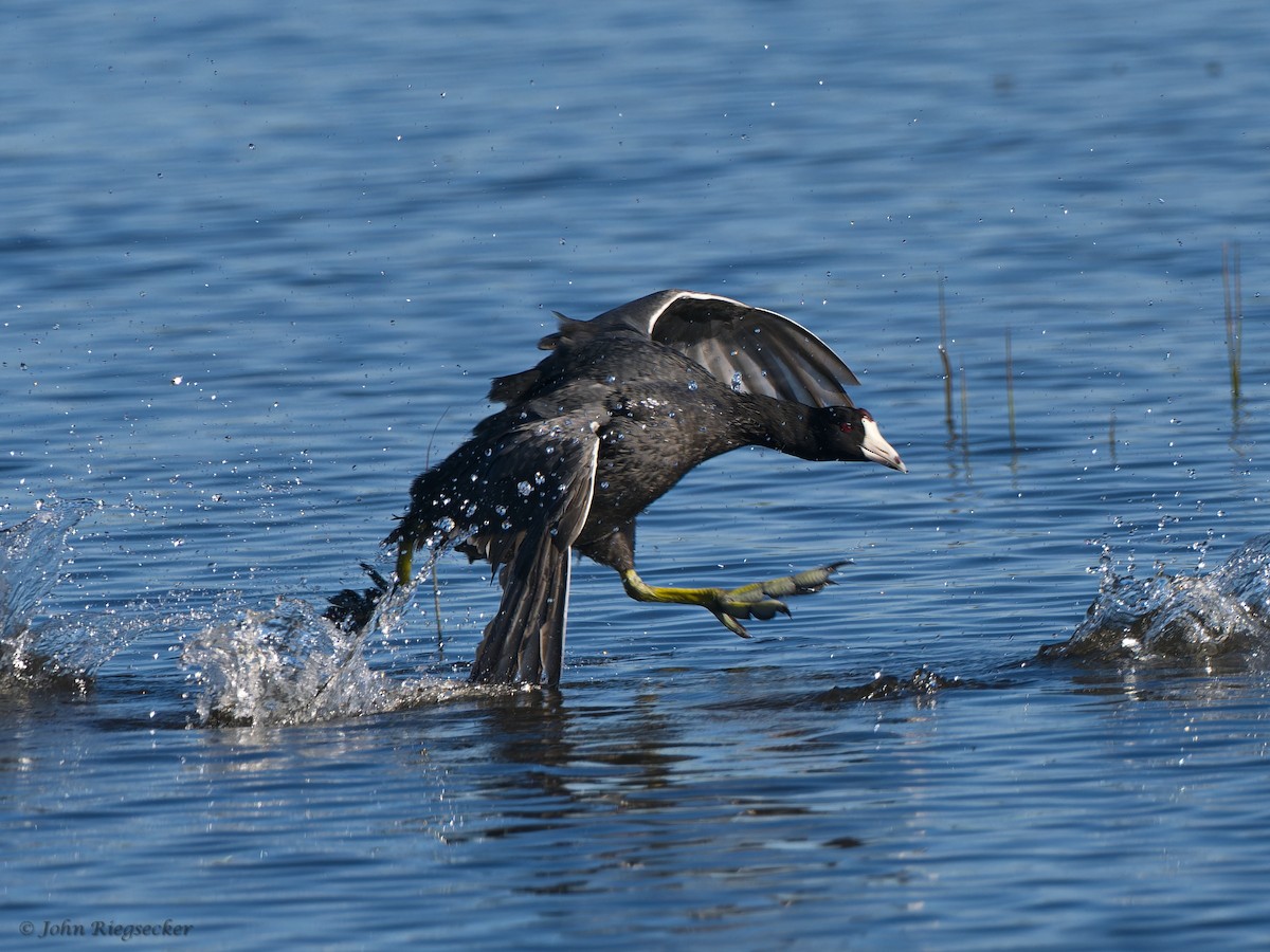 American Coot - ML620143610