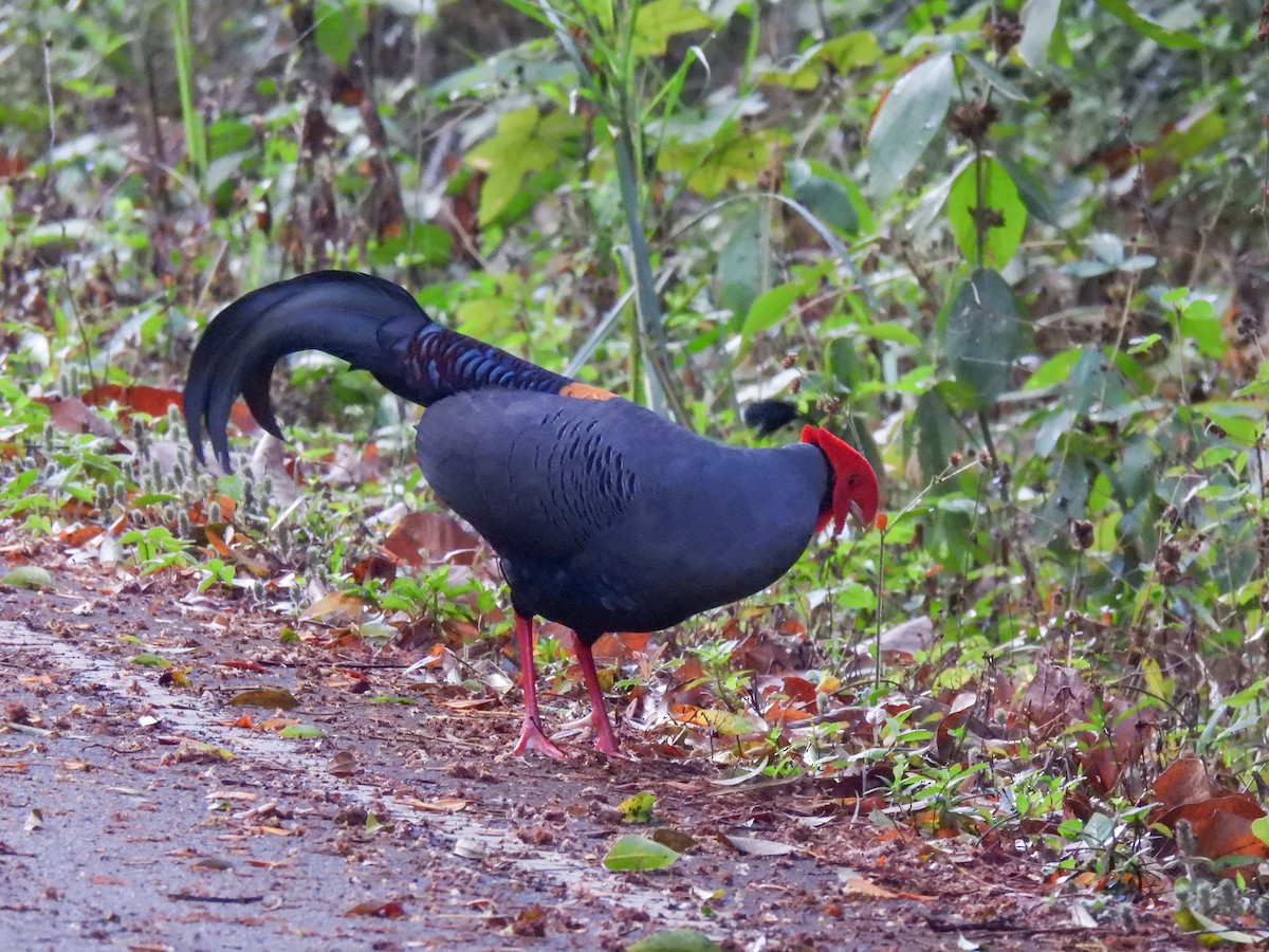 Siamese Fireback - ML620143613