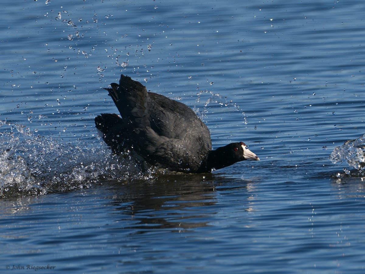 American Coot - ML620143615