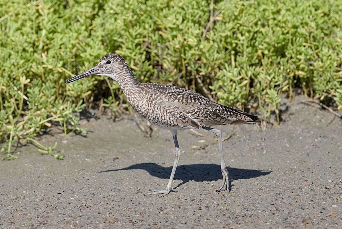 Willet - ML620143616