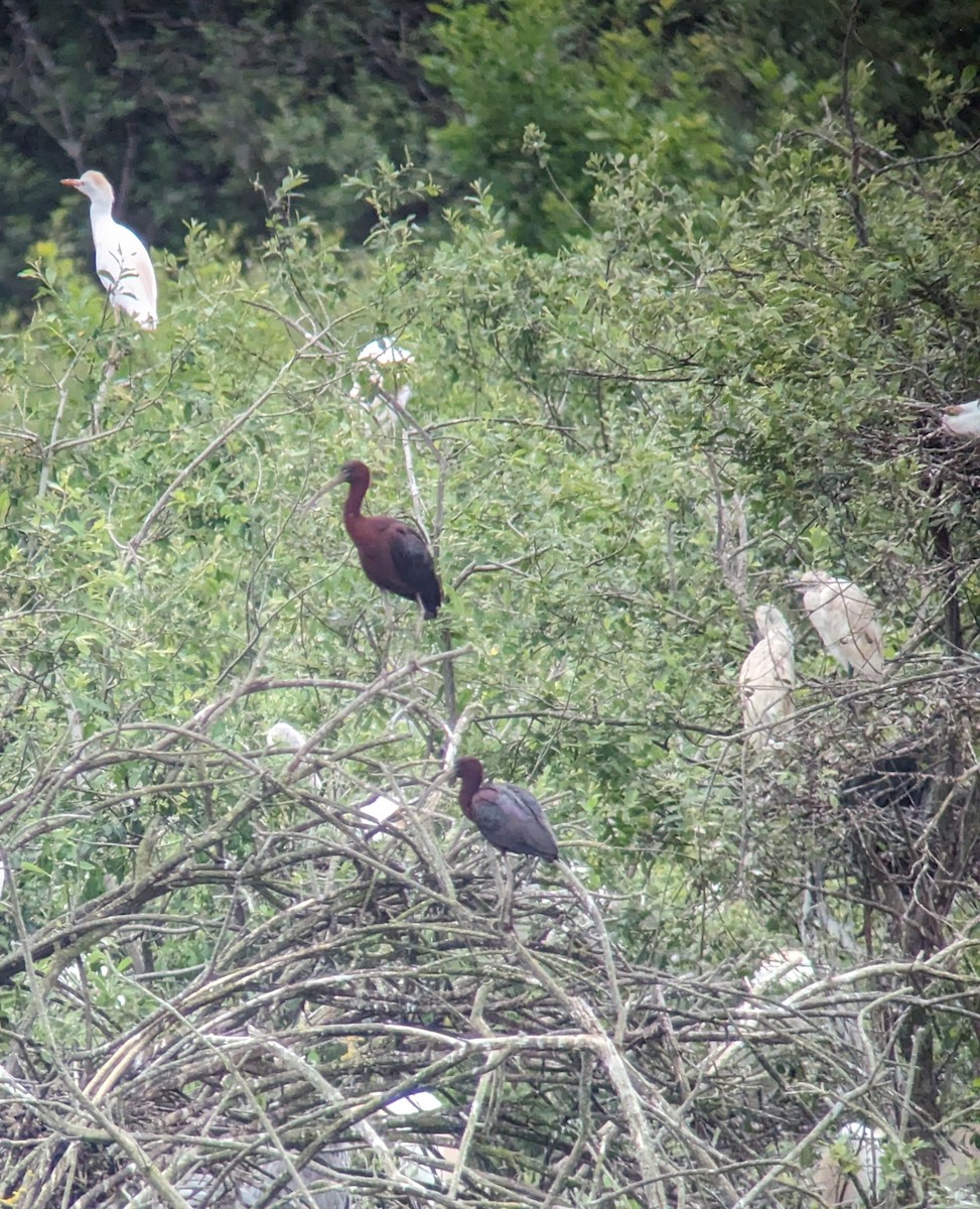 ibis hnědý - ML620143638