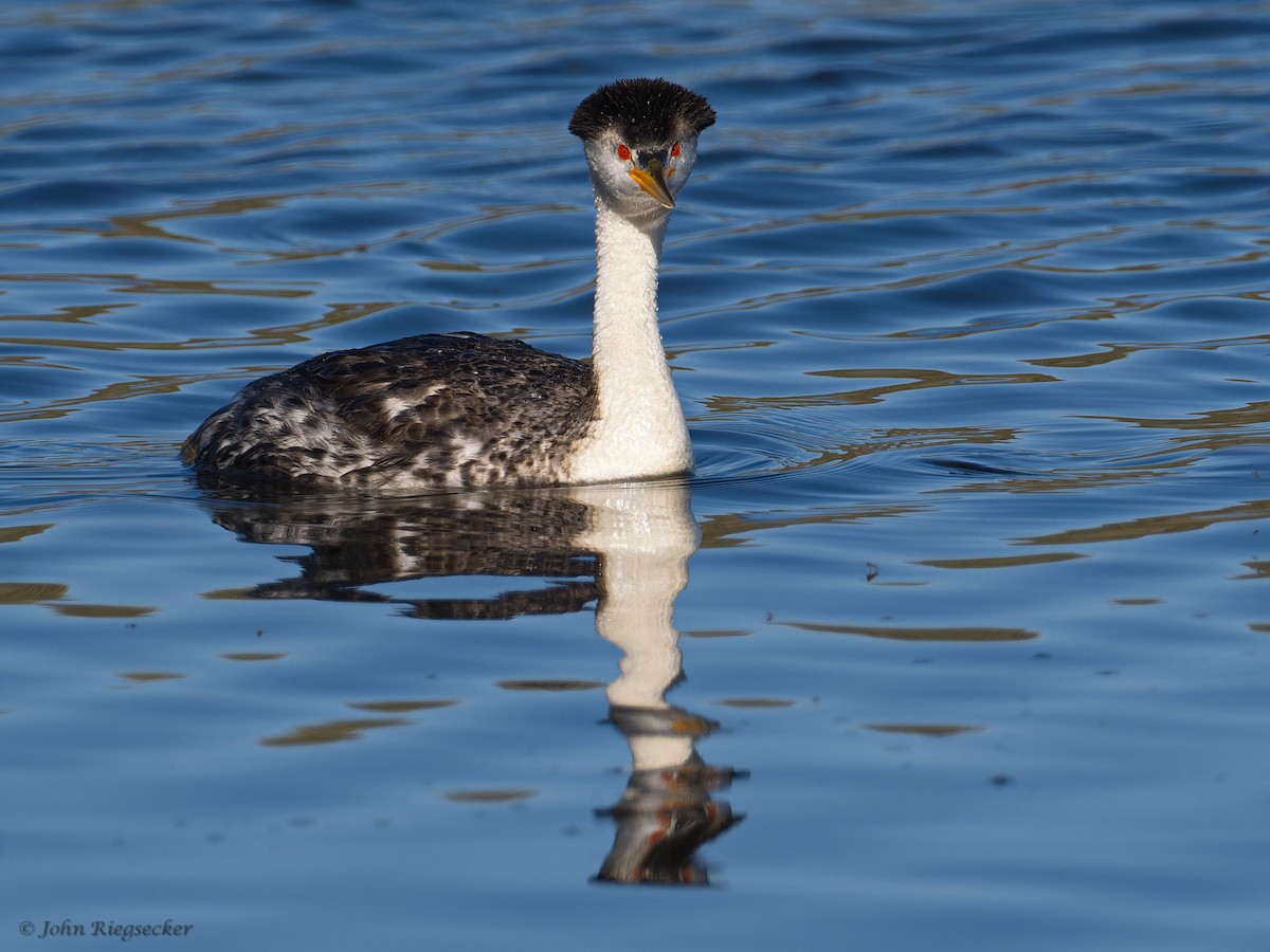 Clark's Grebe - ML620143639