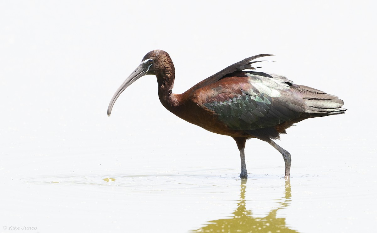 ibis hnědý - ML620143643