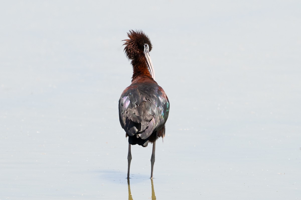ibis hnědý - ML620143644