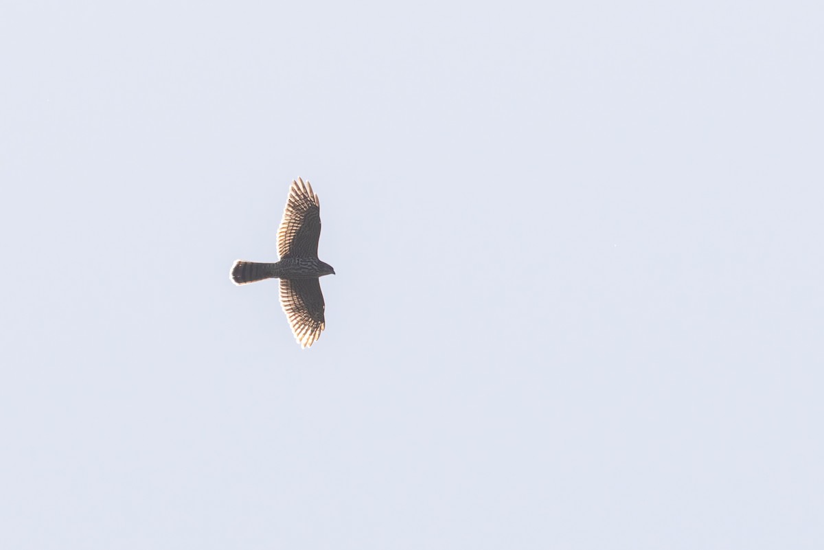 Levant Sparrowhawk - ML620143647