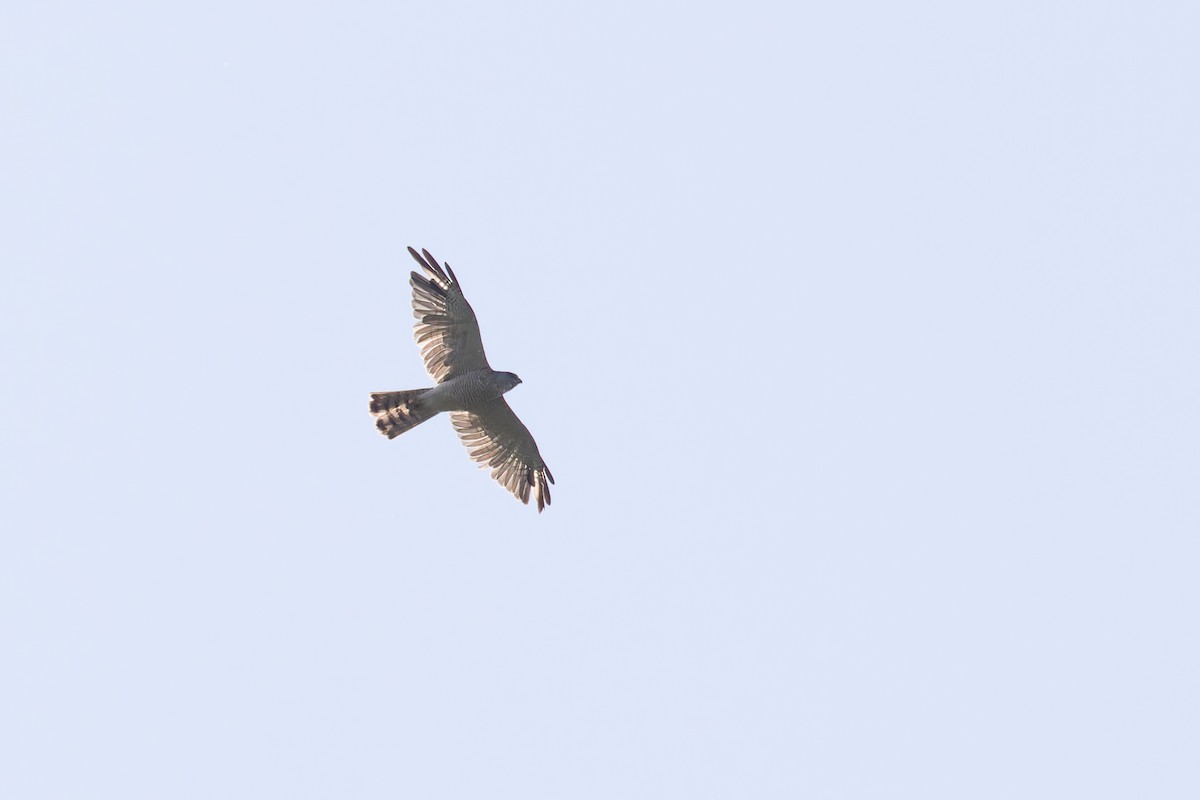 Levant Sparrowhawk - ML620143649