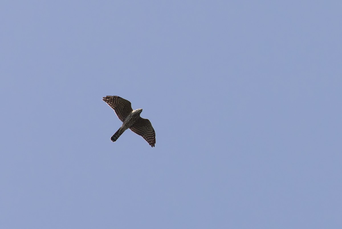 Levant Sparrowhawk - ML620143651