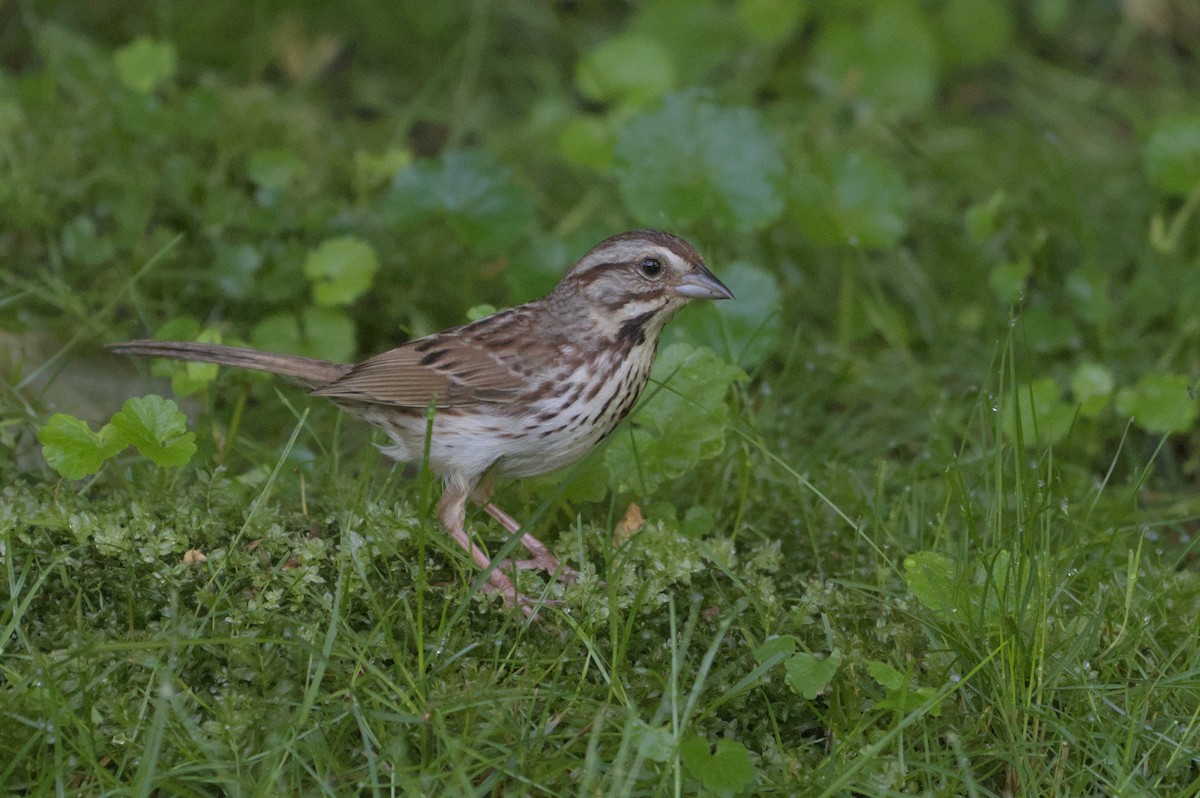 Song Sparrow - ML620143653